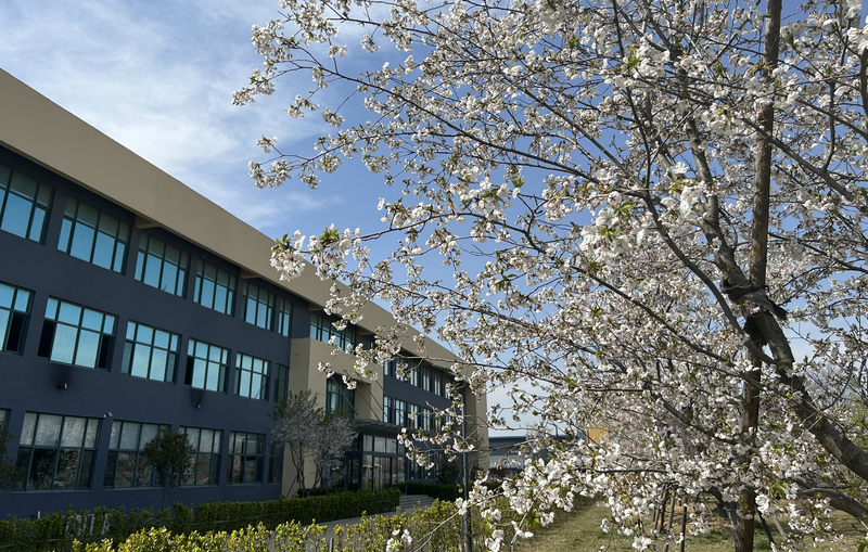 又是一年樱花季 斯图邀您共赏浪漫樱花